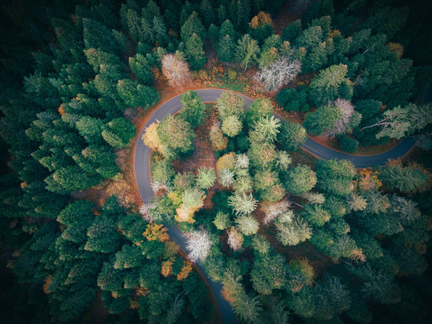 Route sinueuse traversant une forêt, vue depuis le ciel