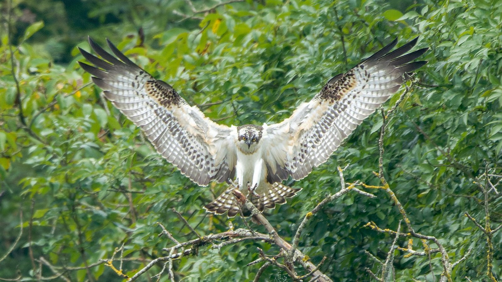 Balbuzard en plein envol